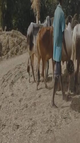 सातपुड्याच्या डोंगररांगात भगर काढणीला सुरुवात.