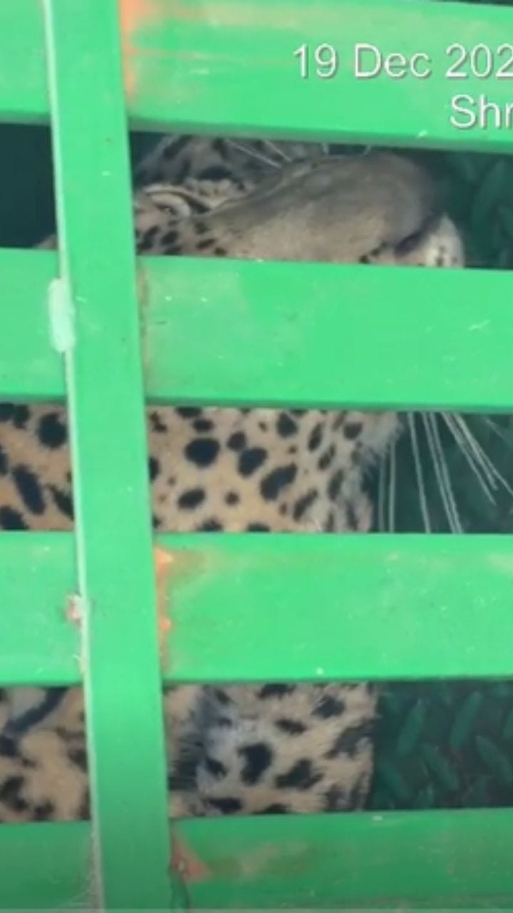 श्रीरामपूरमध्ये बिबट्या जेरबंद; नागरिकांनी सोडला सुटकेचा निश्वास