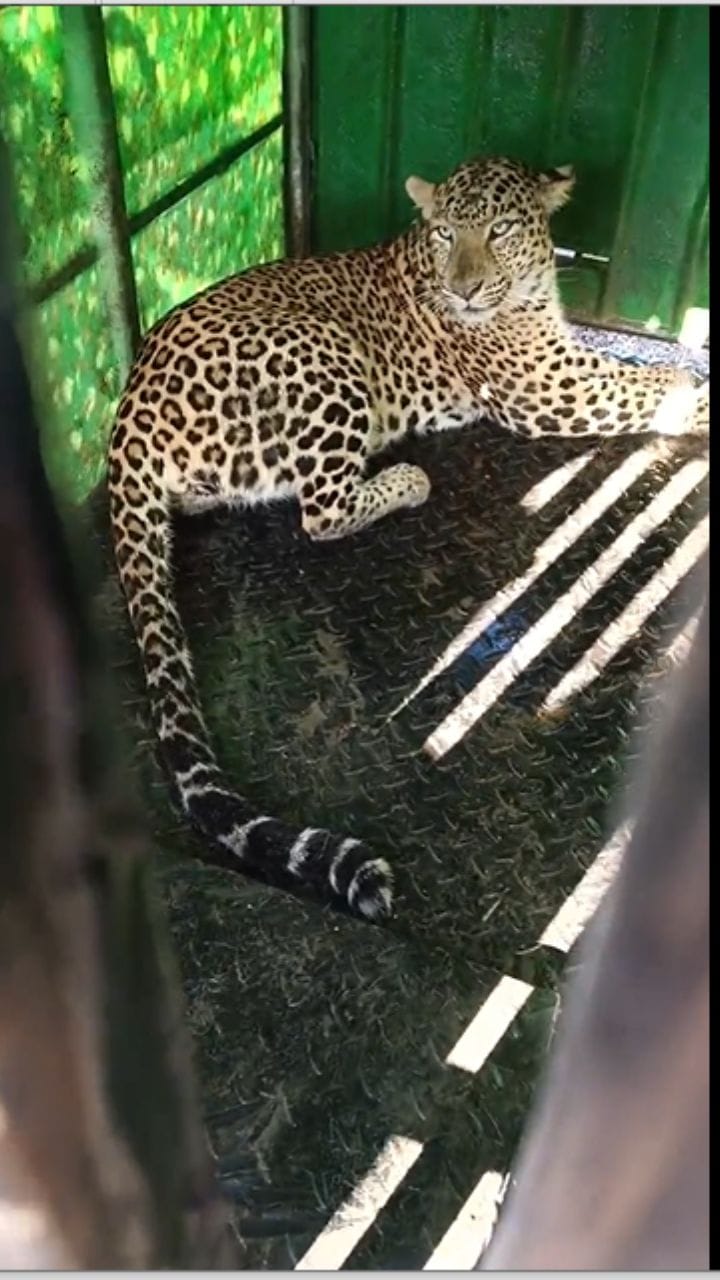 अहिल्यानगरात बिबट्या धुमाकूळ; वनविभागाकडून ३० बिबटे जेरबंद