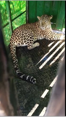 अहिल्यानगरात बिबट्या धुमाकूळ; वनविभागाकडून ३० बिबटे जेरबंद