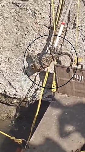 Shirur : विहिरीत पडलेल्या बिबट्याची सुटका.