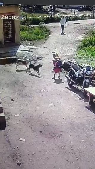 शिरूर तालुक्यात मोकाट कुत्र्यांची दहशत