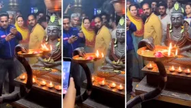Video: शिव मंदिरात सापाने केली आरती? व्हिडीओ पाहून तुम्हीही थक्क व्हाल