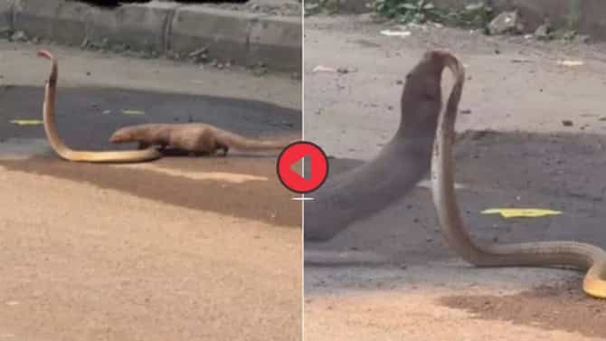 Vial Video : नाग-मुंगसाचं अजब युद्ध, दोघांमध्ये तुफान मारामारी, कोणी मारली बाजी; एकदा पाहाच!