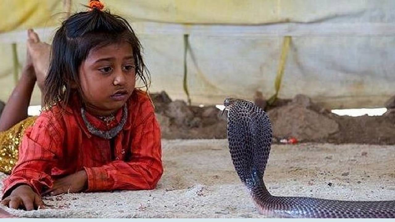 अनेक लोक जशी पाळीव प्राणी पाळतात. तसेच इथले लोक सापांसोबत राहतात. साप हा जणू त्यांच्या घरातील खास सदस्य आहे. घरातील लहान मुलं सापांसोबत खेळतात. विशेष म्हणजे हे काही बिनविषारी साप नाहीत. तर त्यामध्ये अत्यंत विषारी सापांचा, कोब्रा या जातींच्या सापाचाही समावेश आहे.