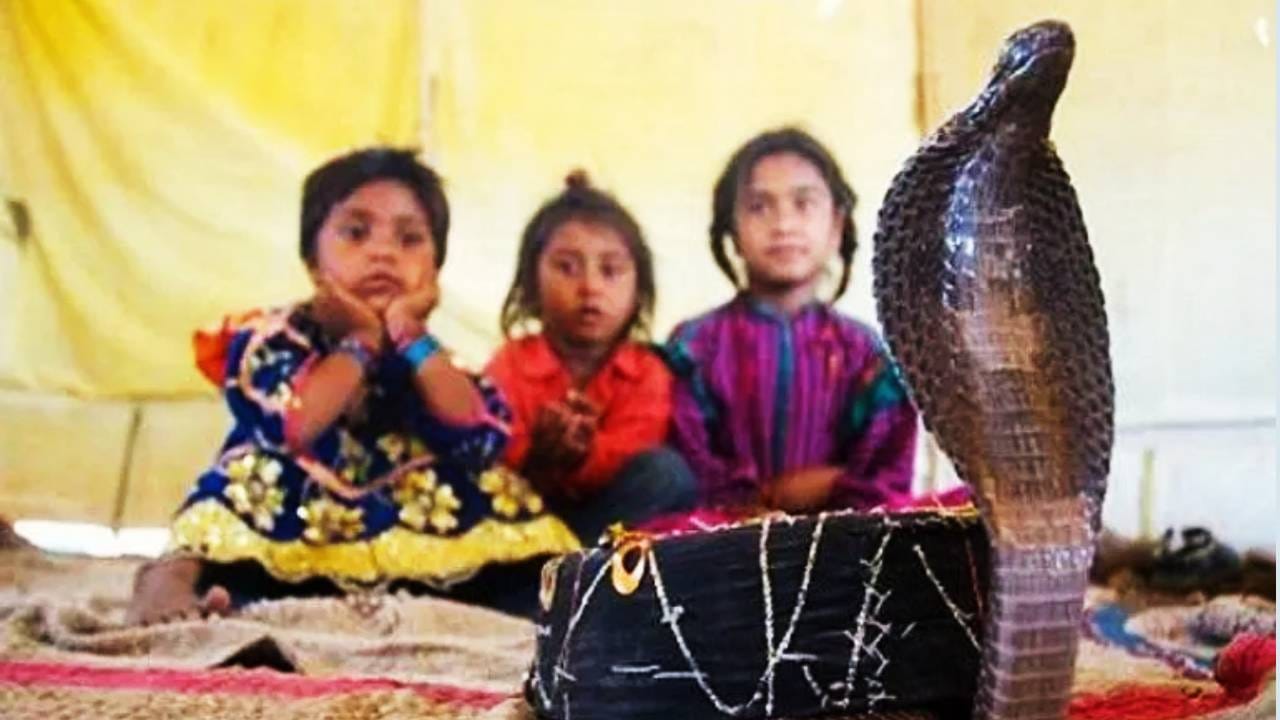 शेटफळमधील गावकऱ्यांना कधीही सापाची भीती वाटत नाही. सापांना कसं हाताळावं, त्यांना कसं पकडावं यात त्यांचा वकूब आहे. हे ज्ञान त्यांना त्यांच्या पुर्वजांकडून मिळालेले आहे. अनेक वर्षांपासून ते सापांसोबत राहतात. त्यांना साप चावण्याची, दंश होण्याची कोणतीही भीती वाटत नाही.