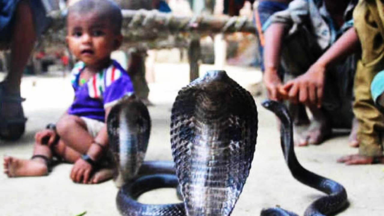 राज्यात सापांची पूजा करणारे इतरही अनेक गावं आहेत. पण सापांसोबत राहणारे शेटफळ येथील गावकरी हे एकमेव मानावे लागतील. येथील घराच्या छतावर, किचनपासून ते बेडरुमपर्यंत अत्यंत जहाल सापांचा वावर अत्यंत सहज असतो. येथील नागरिकांना सापाची भीती वाटत नाही. उलट सापांना ते मित्र मानतात.