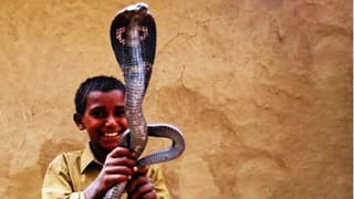 Snake Village: महाराष्ट्रातील खतरनाक गाव, इथल्या प्रत्येक घरात विषारी साप, पर्यटकांची गर्दी कधी हटतच नाही