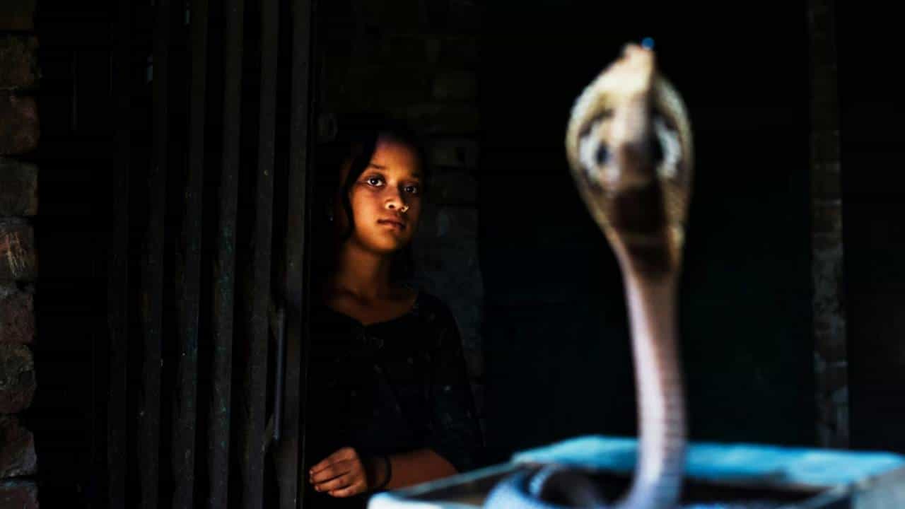 सोलापूर जिल्ह्यातील शेटफळ या गावाची महत्ती राज्यातच नाही तर देशभर आहे. हे गावच तसं अनोखं आहे. कारण येथील लोक कोब्रा सापासोबत राहतात. सापांची पूजा करतात. सापाला हे लोक कुटुंबातील सदस्य मानतात. करमाळा जवळील या गावाची ख्याती देशभरात पसरलेली आहे.
