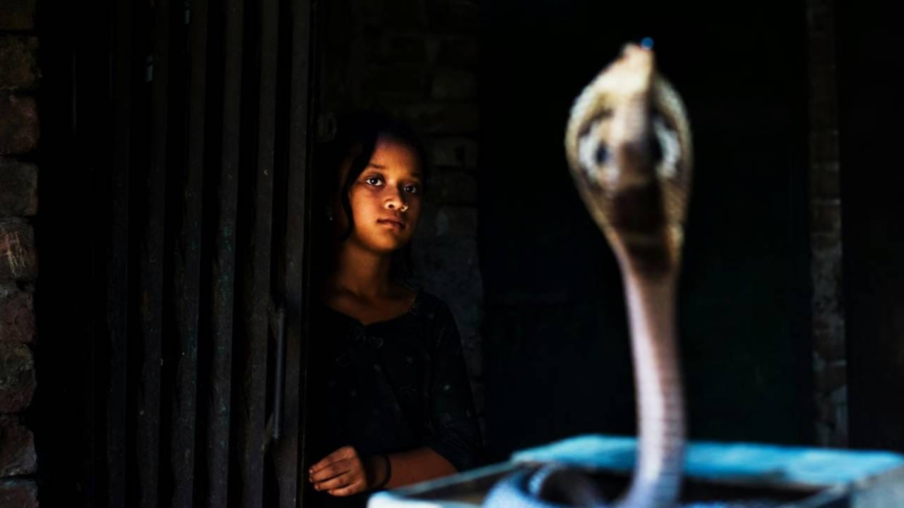 सोलापूर जिल्ह्यातील शेटफळ या गावाची महत्ती राज्यातच नाही तर देशभर आहे. हे गावच तसं अनोखं आहे. कारण येथील लोक कोब्रा सापासोबत राहतात. सापांची पूजा करतात. सापाला हे लोक कुटुंबातील सदस्य मानतात. करमाळा जवळील या गावाची ख्याती देशभरात पसरलेली आहे.