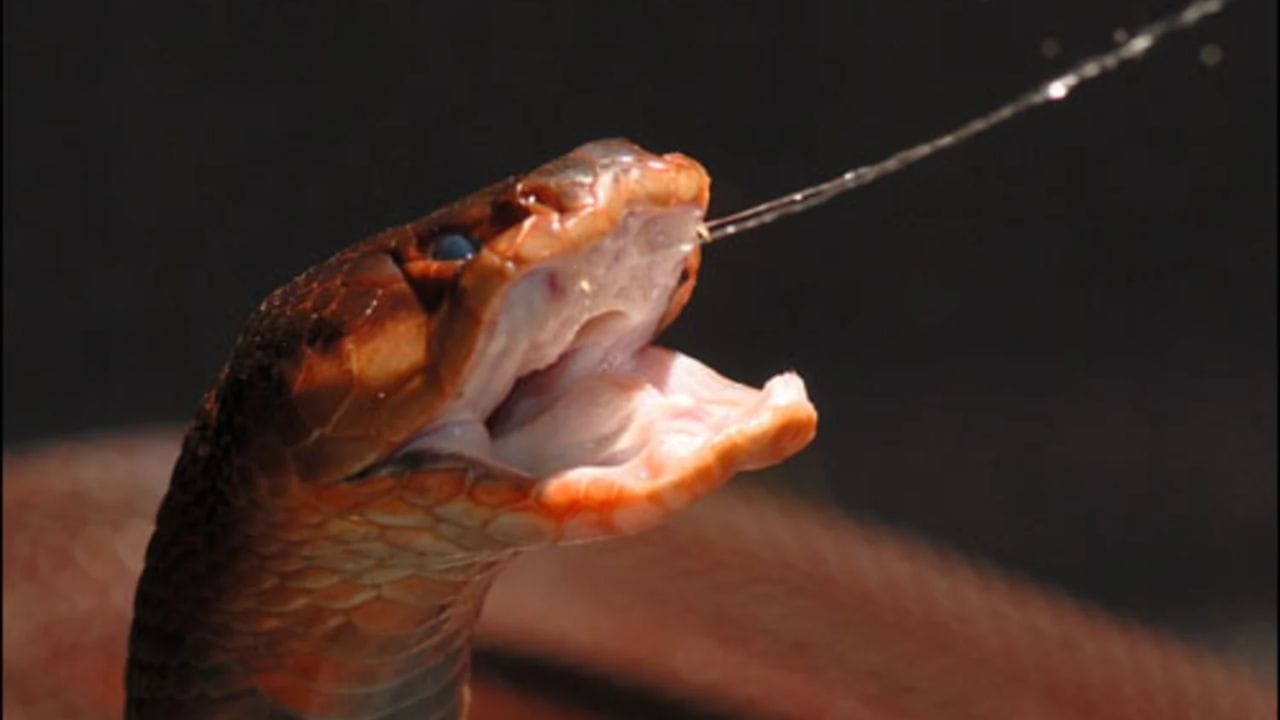 अचूक निशाणा : या सापाचे सर्वात मोठे वैशिष्ट्य म्हणजे त्याचा निशाणा. हा साप नेहमी समोरच्या प्राण्याच्या किंवा मानवाच्या डोळ्यांवर लक्ष केंद्रित करतो. विष फेकताना तो आपले डोके हलवतो जेणेकरून विष जास्तीत जास्त क्षेत्रावर पसरेल आणि डोळ्यांत जाईल.