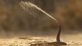 Snake : 9 फूट लांबून फेकतो विष, हा आहे जगातील सर्वात खतरनाक साप.