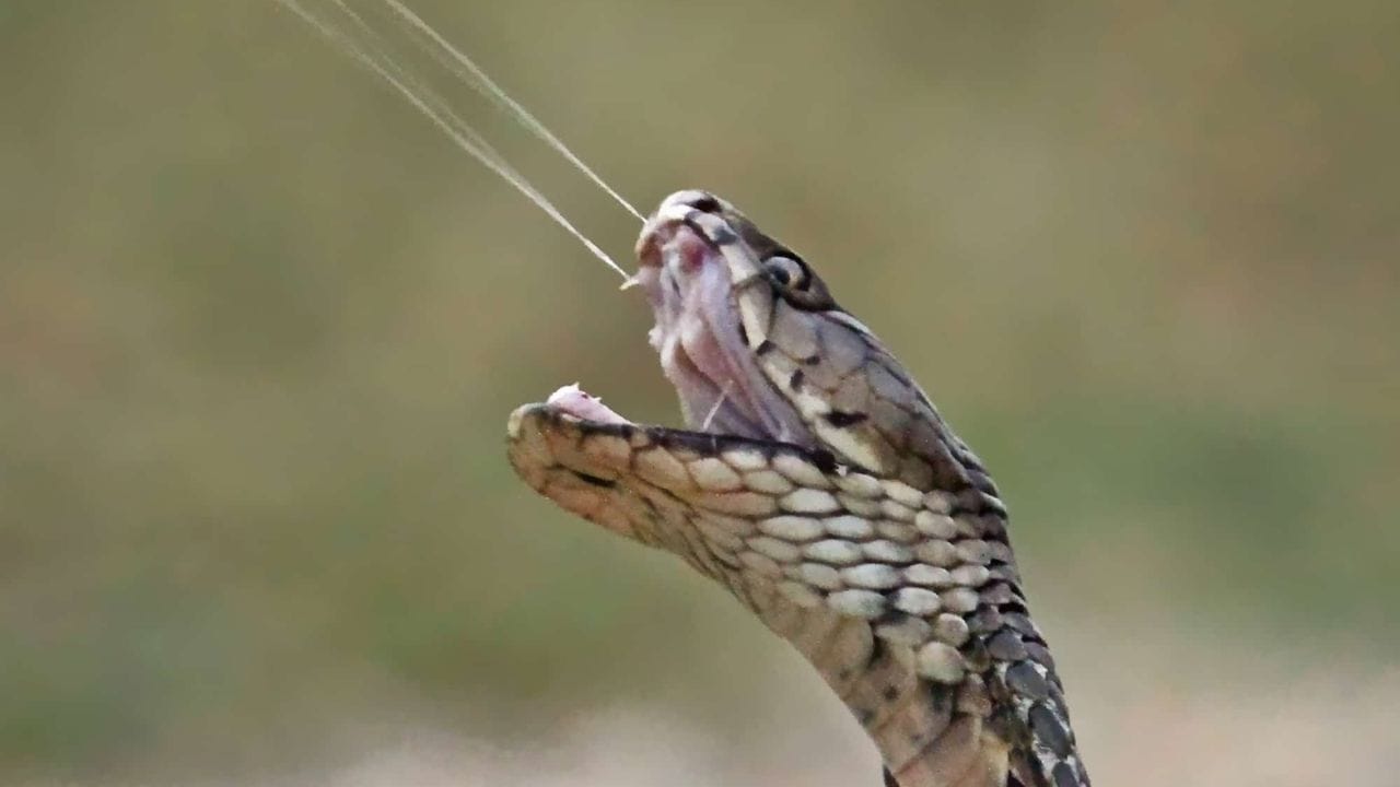 विष फेकण्याची क्षमता : 9 फूट दूरवरून विष फेकणाऱ्या सापाचे नाव 'मोजाम्बिक स्पिटिंग कोब्रा' असे आहे. हा साप त्याच्या शत्रूवर किंवा भक्ष्यावर साधारणपणे 9 फुटांपर्यंत अंतरावरून विष फेकू शकतो. हे विष तो त्याच्या फणांमधील दातांच्या छिद्रांतून फवाऱ्यासारखे बाहेर फेकतो.