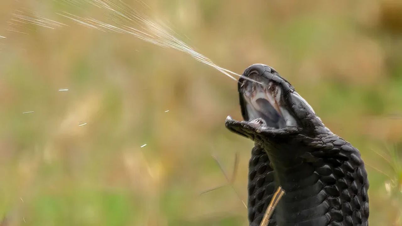 शरीररचना : हे साप साधारणपणे 4 ते 6 फूट लांब असतात, परंतु काही प्रजाती अधिक मोठ्या असू शकतात. त्यांचा रंग राखाडी, तपकिरी किंवा काळपट असतो आणि फणा काढल्यावर ते अतिशय भयानक दिसतात. हा साप आफ्रिका खंडात (मोझांबिक, दक्षिण आफ्रिका, टांझानिया) आणि आग्नेय आशियात (फिलीपिन्स, मलेशिया) आढळतो.