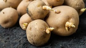 मोड आलेले बटाटे खाल्ल्यावर काय होतं? माहीत नसेल तर लगेच जाणून घ्या.