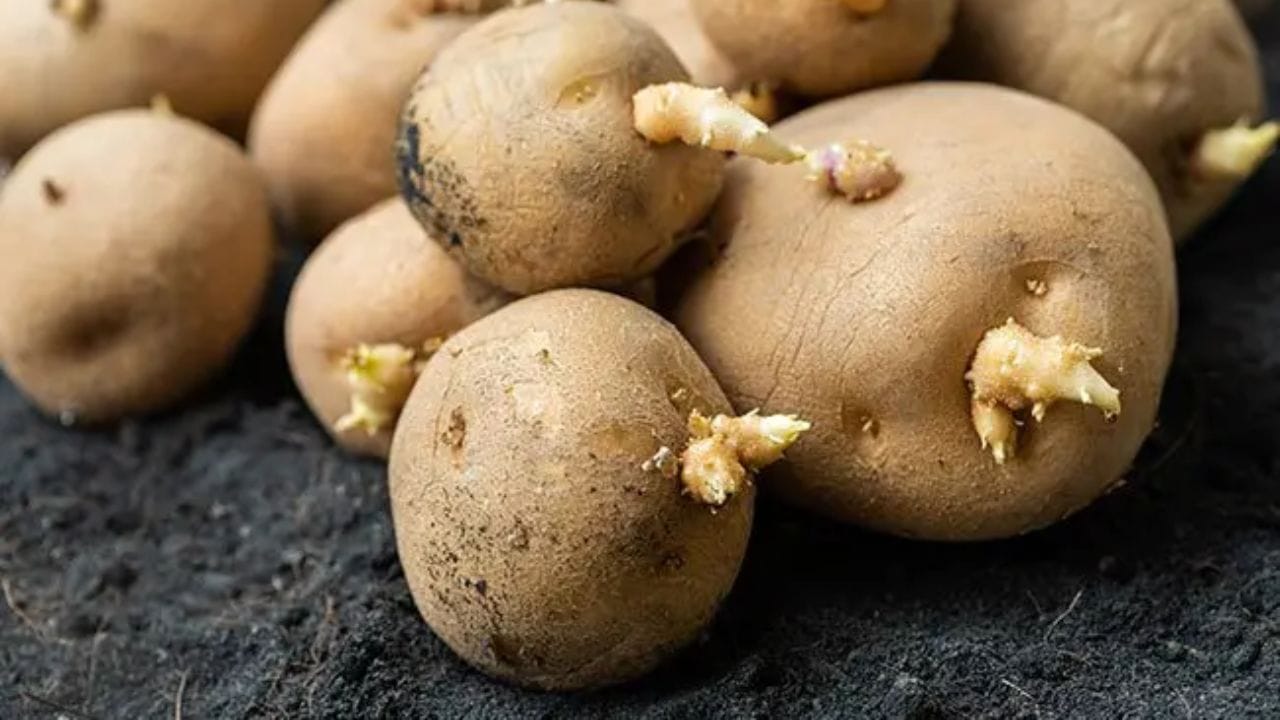 बटाट्याची पाने, फुले, साल आणि मोडांमध्ये जास्त हानिकारक पदार्थ असतात. जर बटाटा हिरवा झाला असेल, फुटला असेल किंवा त्याची चव कडू असेल तर हे पदार्थ त्यात जास्त असू शकतात.