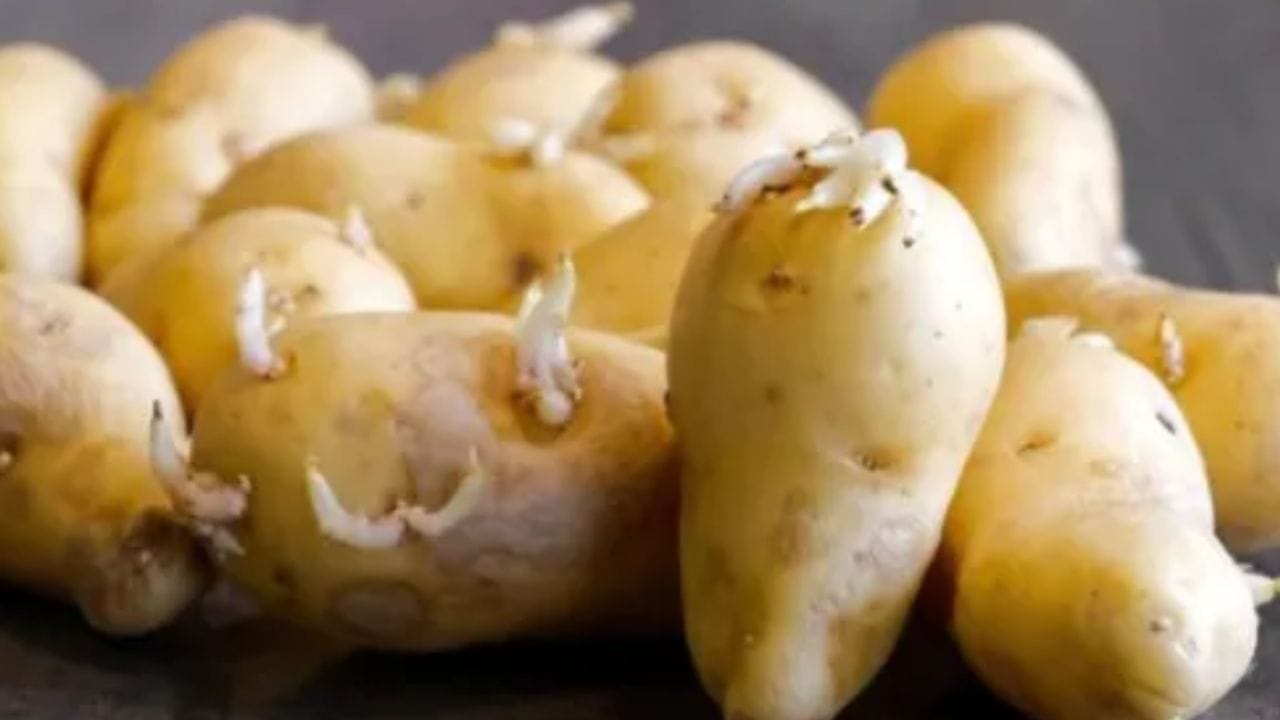 बटाट्यांमध्ये सोलानाइन आणि चाकोनाइन नावाची दोन नैसर्गिक रसायने (ग्लायकोआल्कॅलॉइड्स) असतात. कमी प्रमाणात, हे शरीरासाठी फायदेशीर ठरू शकतात. मात्र बटाट्यांमध्ये मोड आल्याने सोलानाइन आणि चाकोनाइनचे प्रमाण वाढते. त्यामुळे असे बटाटे खाणे आरोग्यासाठी हानिकारक असू शकते.