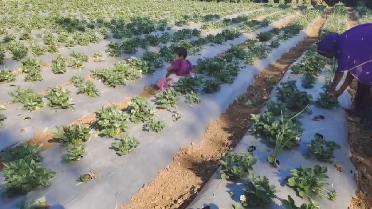 वाहतूक खर्च अधिक होत असल्याने दर परवडत नसल्याने स्थानिक पातळीवर बाजारपेठ उपलब्ध करून देण्याची मागणी केली आहे. सातपुड्यातील तोरणमाळ, डाब, वालंबा परिसरात १०० हेक्टरपेक्षा अधिक क्षेत्रावर स्ट्रॉबेरी लागवड होत असते. 