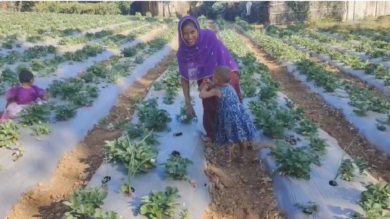 उत्पादन होऊन ही बाजारपेठ नसल्याने आदिवासी शेतकरी सध्या अडचणीत सापडला आहे. स्ट्रॉबेरी दीर्घकाळ जतन करण्याची यंत्रणेचा अभाव, वाहतूक खर्च आणि इतर खर्च यामुळे स्ट्रॉबेरीचा लागवड खर्चही निघणार नसल्याने आदिवासी सध्या चिंतेत सापडले आहे. त्यांचे आर्थिक गणित बिघडण्याची शक्यता आहे.  