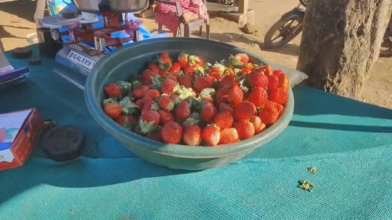 नंदुरबार जिल्ह्यातील सातपुड्याच्या दुर्गम भागात आदिवासी शेतकऱ्यांनी शेतीमध्ये क्रांती केली असून, आदिवासी शेतकरी स्ट्रॉबेरी उत्पादनाकडे वळाले आहेत. हे सातपुडा जवळपास १०० हेक्टर पेक्षा अधिक क्षेत्रावर स्ट्रॉबेरीची लागवड केली जात असते.