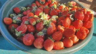 Strawberry Farming: सातपुड्याच्या डोंगर रांगेत स्ट्रॉबेरीचा फुलला मळा; पण शेतकऱ्यांसमोर उभे ठाकले मोठे संकट