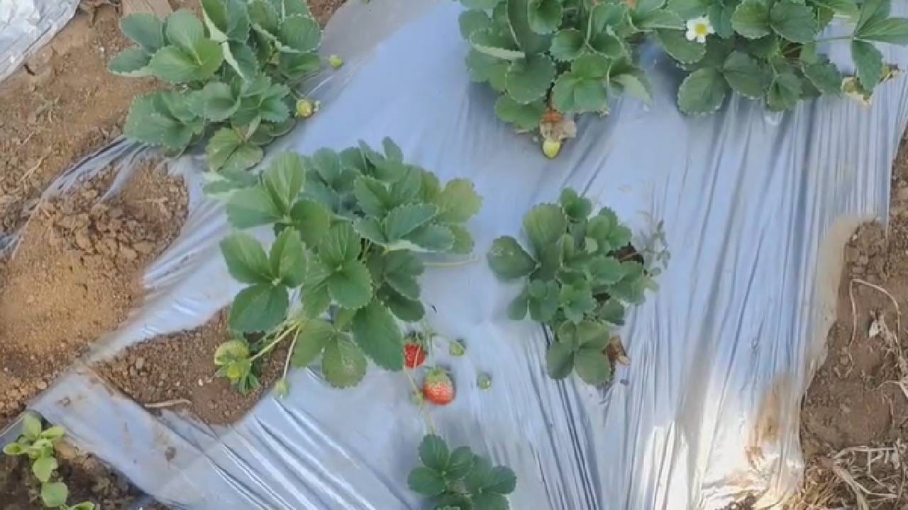 मात्र स्थानिक भागात स्ट्रॉबेरीला बाजारपेठ नसल्याने आणि बाजारपेठ असलेल्या ठिकाणी घेऊन येण्यासाठी खर्च अधिक असल्याने तसेच बाहेरील बाजारपेठेतही योग्य दर मिळत नसल्याने नंदुरबार जिल्ह्यातील स्ट्रॉबेरी उत्पादक शेतकरी अडचणीत सापडला आहे.