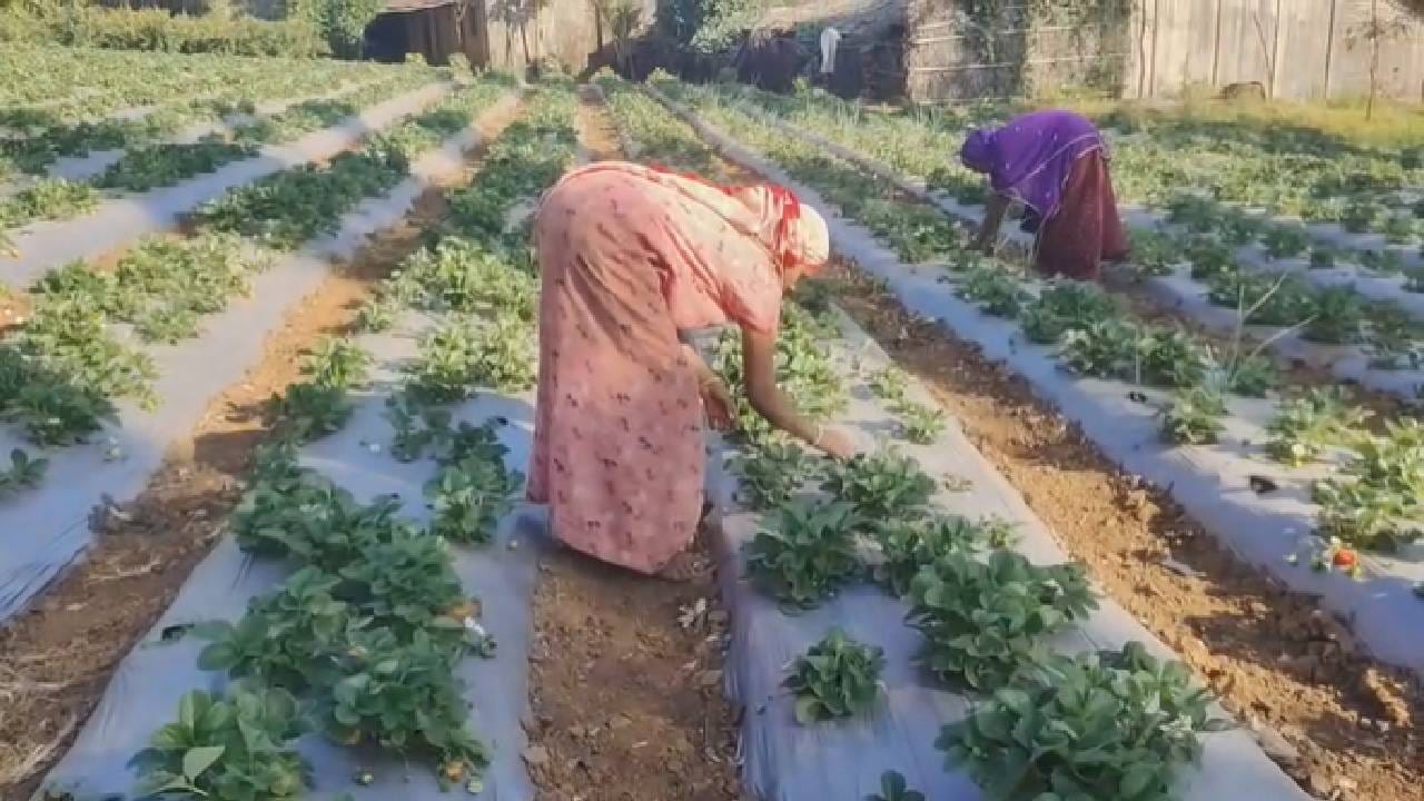नंदुरबारच्या सातपुड्याच्या दुर्गम भागात स्ट्रॉबेरीची यशस्वी शेती केली जात आहे मात्र दर आणि योग्य बाजारपेठ अभावी आदिवासी भागातील स्ट्रॉबेरी उत्पादक शेतकरी अडचणीत सापडला आहे.