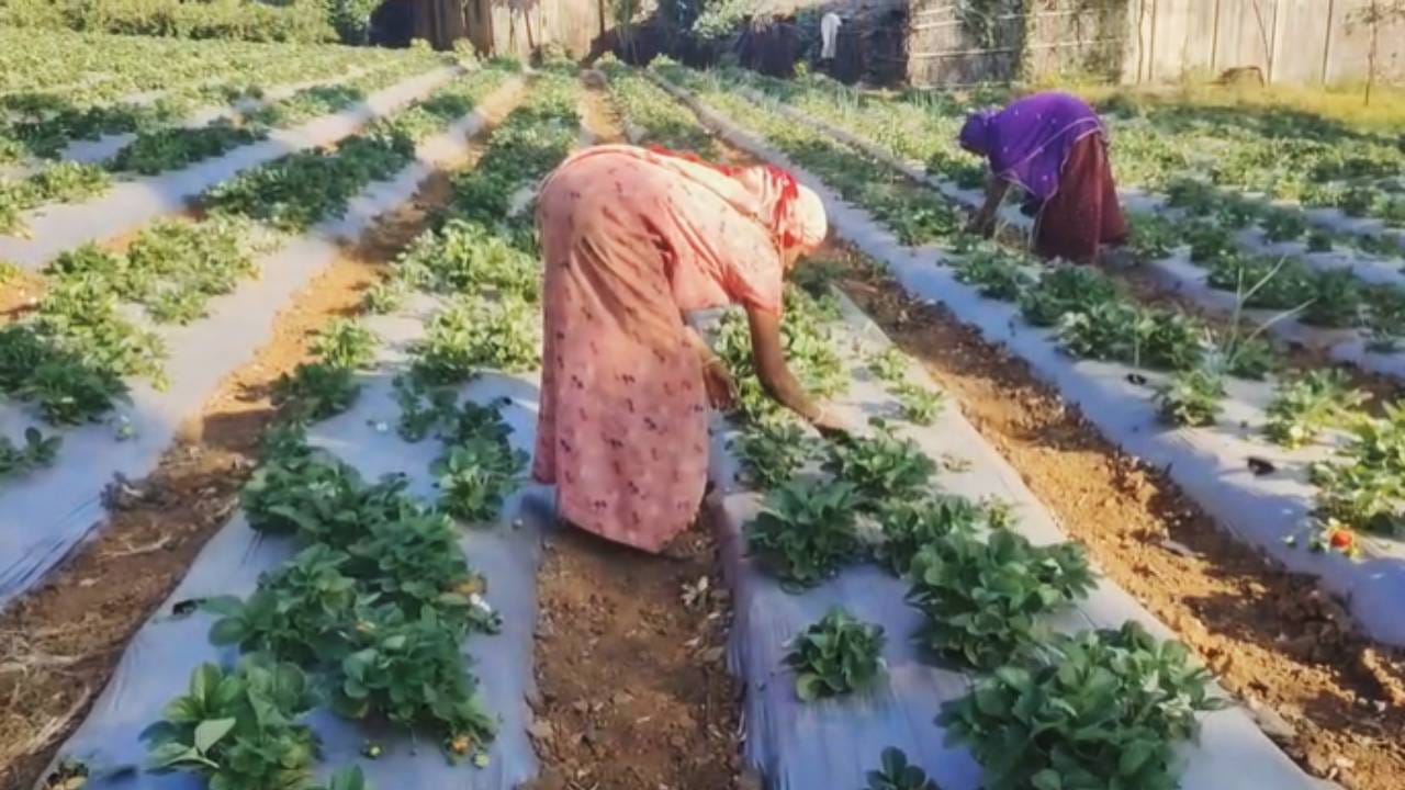 सरकारने स्ट्रॉबेरी उत्पादक शेतकऱ्यांसाठी बाजारपेठ उपलब्ध करून देत मोठ्या शहरांमध्ये आदिवासी भागातील नैसर्गिक पद्धतीने पिकवलेल्या स्ट्रॉबेरीला योग्य दर देण्यासाठी सुविधा उपलब्ध करून देण्याची मागणी शेतकऱ्यांनी केली आहे.