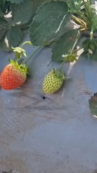 विदर्भाचं नंदनवन चिखलदऱ्यामध्ये स्ट्रॉबेरीची लागवड