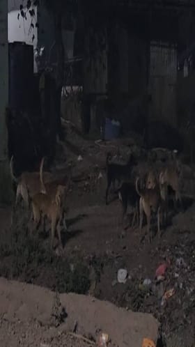 चाळीसगाव शहरात भटक्या कुत्र्यांचा सुळसुळाट, नागरिकांमध्ये भीतीचे वातावरण