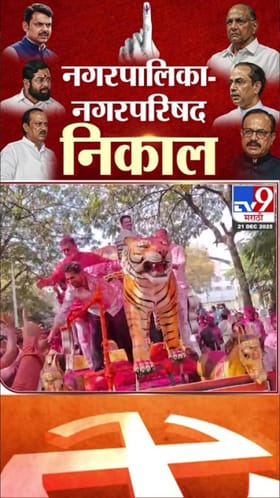Maharashtra Nagar Parishad Election : विखे पाटील थेट टायगर प्रतिकृतीसह विजय मिरवणुकीत आले अन्....