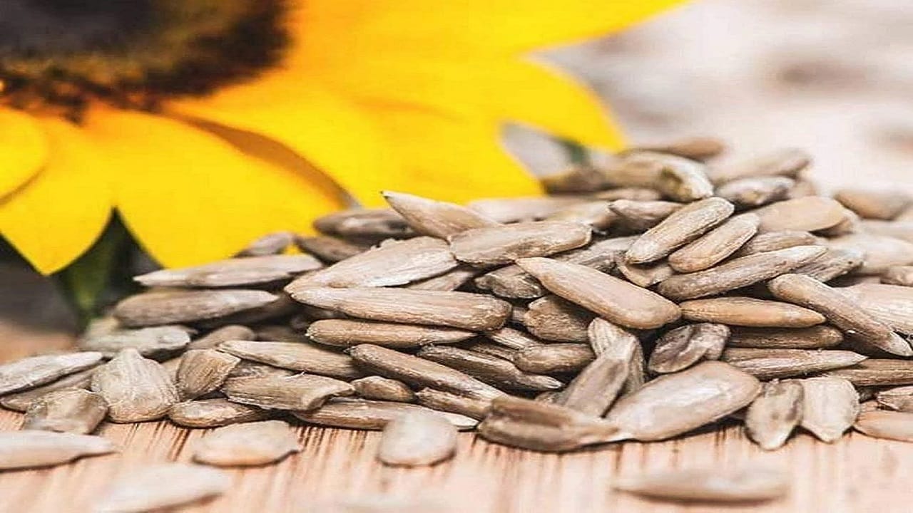  त्वचा आणि केसांसाठी देखील सूर्यफुलाच्या बिया फायदेशीर आहेत. व्हिटॅमिन E मुळे त्वचा निरोगी, चमकदार राहते तर, केस गळणे कमी होण्यास मदत होते. त्वचेचे अकाली वृद्धत्व (wrinkles) कमी होण्यास देखील सूर्यफुलाच्या बिया उपयोगी ठरतात. 