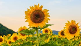 'हे' सुंदर फूल केवळ सजावटीसाठी नाही तर आरोग्यासाठी आहे फायदेशीर.