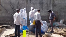 राहाता तालुक्यात डुकरांमध्ये आढळला आफ्रिकन स्वाइन फ्यूचा विषाणू.