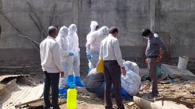 राहाता तालुक्यात डुकरांमध्ये आढळला आफ्रिकन स्वाइन फ्यूचा विषाणू, पशु वैद्यकीय विभाग अलर्ट मोडवर