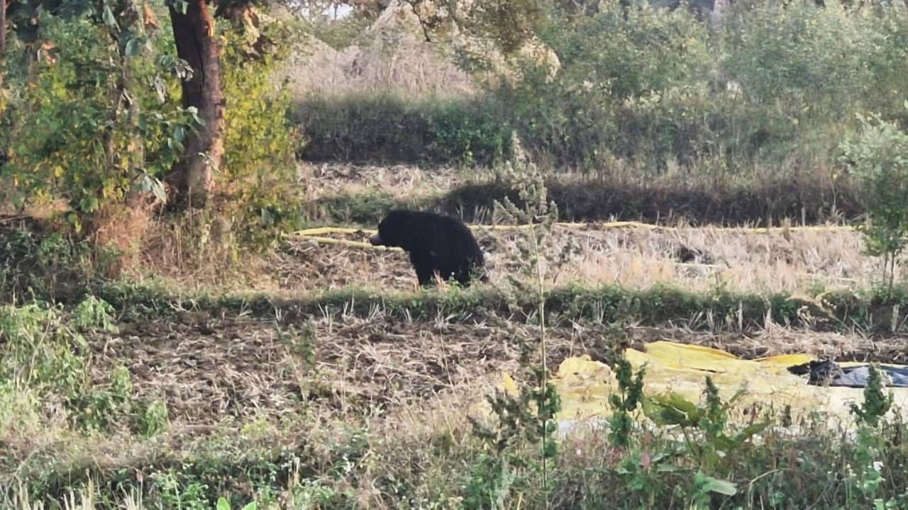 भंडाऱ्याच्या लाखोरी गावात तीन अस्वलांचा वावर, गावकऱ्यांमध्ये भीतीचे वातावरण