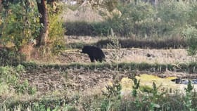 भंडाऱ्याच्या लाखोरी गावात तीन अस्वलांचा वावर, गावकऱ्यांमध्ये भीतीचे वातावरण.