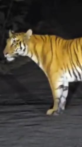 Video : वर्ध्यातील आष्टी परिसरात वाघाचे दर्शन.