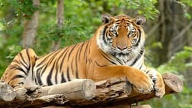 जंगलातील वाघ कसे मोजले जातात? 99 टक्के लोकांना माहिती नसेल.