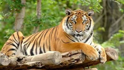 जंगलातील वाघ कसे मोजले जातात? 99 टक्के लोकांना माहिती नसेल