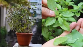 वास्तुशास्त्र! कोणत्या दिवशी तुळशीची पाने तोडू नयेत?.