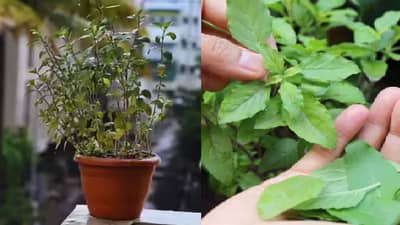 वास्तुशास्त्र! कोणत्या दिवशी तुळशीची पाने तोडू नयेत?अन्यथा चुकांमुळे होऊ शकते नुकसान