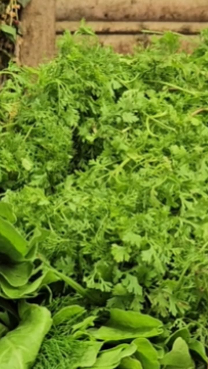 पालेभाज्यांना पोषक वातावरण, जळगावात आवक वाढली