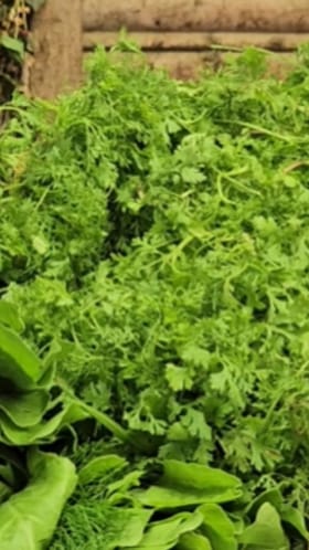 पालेभाज्यांना पोषक वातावरण, जळगावात आवक वाढली.