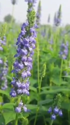 चिया पिकाला पीक विमा देण्याची शेतकऱ्यांची मागणी.