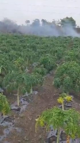 पपई पिकाला अतिवृष्टीचा फटका; शेतकऱ्यांचे लाखो रुपयांचे नुकसान.