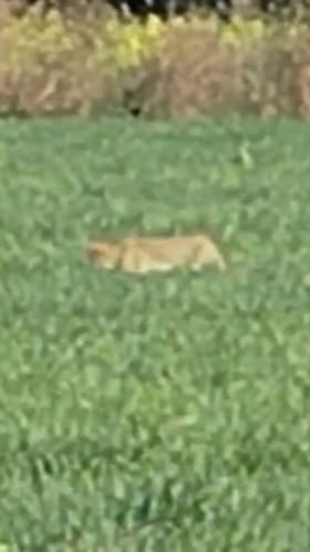 Video : वाशिम जिल्ह्यात बिबट्याची दहशत.