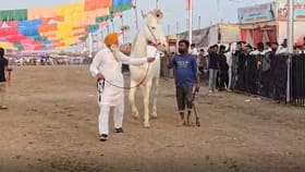 सारंगखेडा यात्रेत आला व्हाईट कोब्रा अन् थेट...; फोटो पाहून तुम्हीही.