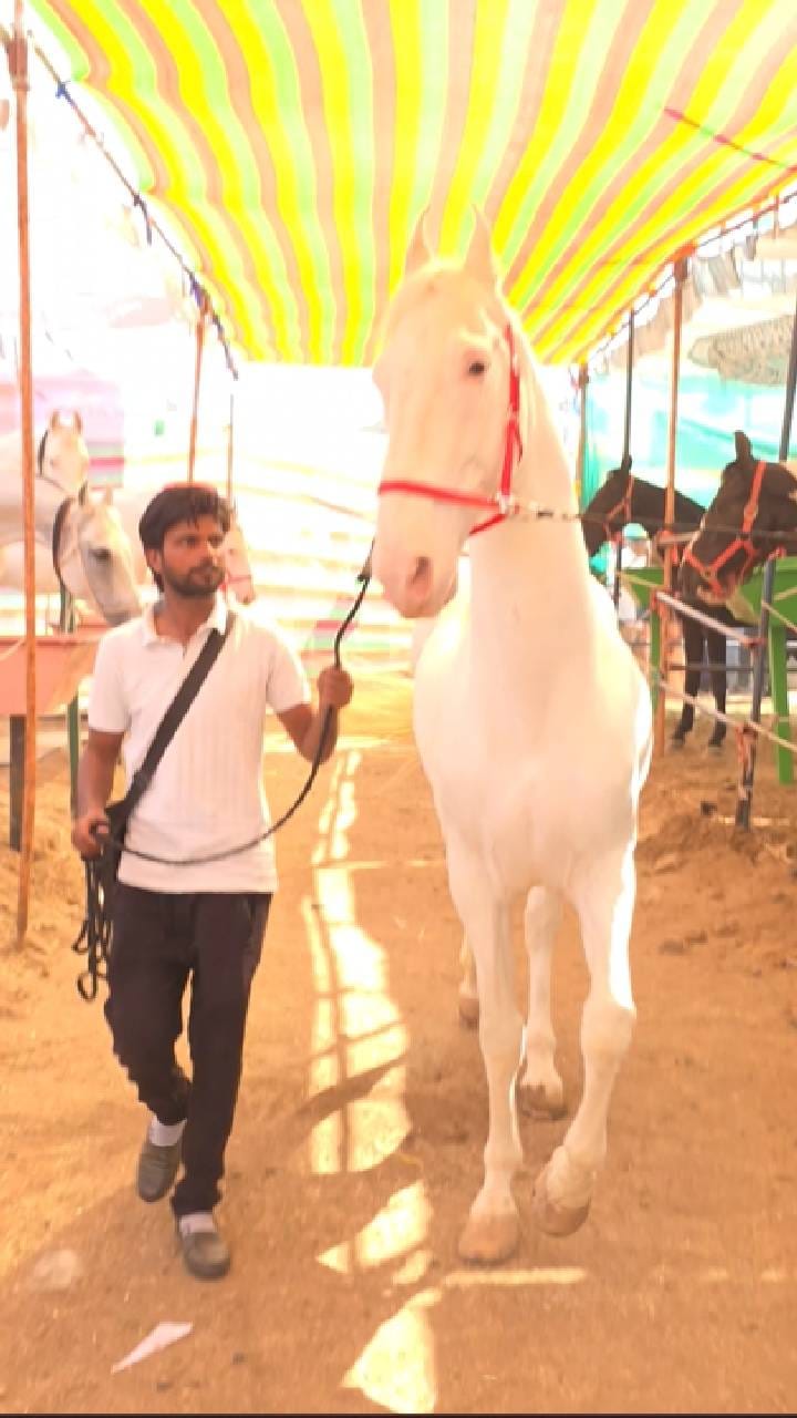 व्हाईट कोब्रा घोड्यासाठी 1 कोटी 71 लाखाची किंमत, तरी मालकाचा नकार