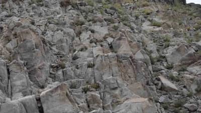 Optical Illusion : 10 सेकंदात शोधा फोटोत लपलेलं जनावर, डोकेबाज असाल तर घ्या चॅलेंज  !